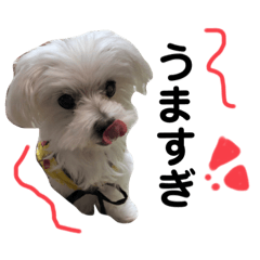 [LINEスタンプ] ぷりんのつぶやき