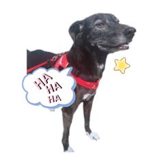 [LINEスタンプ] へいすけと小熊