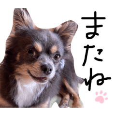 [LINEスタンプ] チワワのミロち3