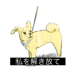 [LINEスタンプ] 動物字幕スタンプ（どうぶつじまく）