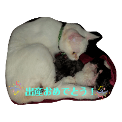 [LINEスタンプ] わんぱく子猫①
