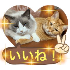 [LINEスタンプ] 猫スタンプチャライト2