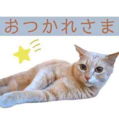 [LINEスタンプ] ウミコム日記 フォロワー様スタンプ①