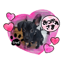 [LINEスタンプ] らんどフレンチブルドッグビーグルMIX犬