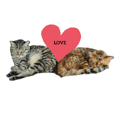 [LINEスタンプ] 溺愛ニャンズのひとこま