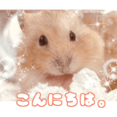 [LINEスタンプ] ◯はむちゃんのスタンプ◯