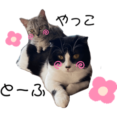 [LINEスタンプ] マンチカンのとーふとやっこ