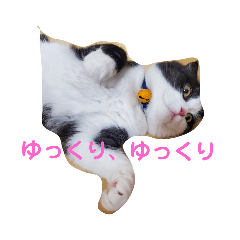 [LINEスタンプ] 大福と暮らす毎日