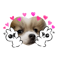 [LINEスタンプ] ポメのひめちゃん