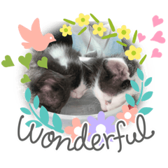[LINEスタンプ] チビ猫三兄弟＆後輩チビ助