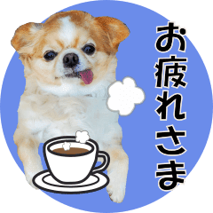 [LINEスタンプ] 【動く】チワワ（犬のクー太）写真