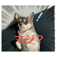 [LINEスタンプ] チャッピー誕生日祝いスタンプ