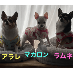 [LINEスタンプ] ラムネアラレマカロンスタンプ2
