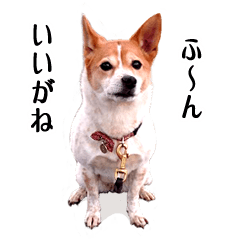 [LINEスタンプ] 島根の雑種うり