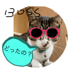 [LINEスタンプ] 琢猫白