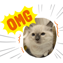 [LINEスタンプ] 玉袋筋太郎