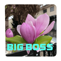 [LINEスタンプ] BIG BOSS時代