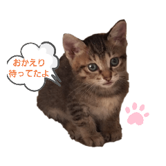 [LINEスタンプ] 溺愛飼い主のくるみ姫のスタンプ