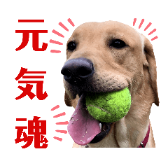 [LINEスタンプ] 供血犬ラブラドール親子