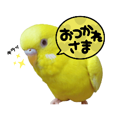 [LINEスタンプ] セキセイインコちゃんたち