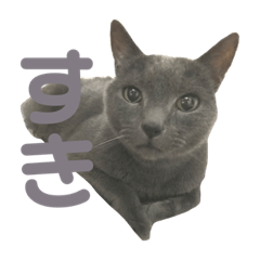 [LINEスタンプ] わし(ふぁん)