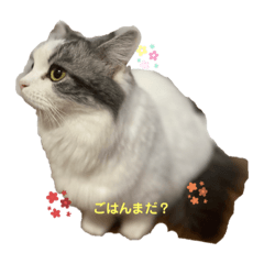 [LINEスタンプ] Mokittyファミリー