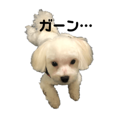 [LINEスタンプ] リイシューちゃん③