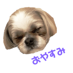 [LINEスタンプ] シーズーのぱんだちゃん2