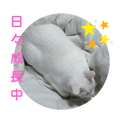 [LINEスタンプ] BOBUちゃん