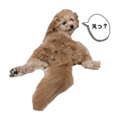 [LINEスタンプ] 愛犬めいちゃんのキュートなスタンプ