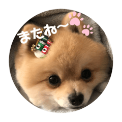 [LINEスタンプ] 犬。ポメラニアン。