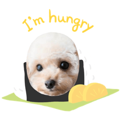 [LINEスタンプ] わんちゃんの日常使いスタンプ