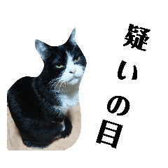 [LINEスタンプ] 黒か白かの疑惑編