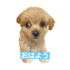 [LINEスタンプ] Robくん！ 