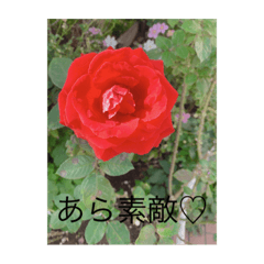 [LINEスタンプ] とりま堀 