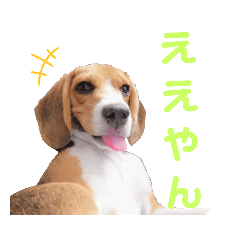 [LINEスタンプ] うちのビーグル セリ 