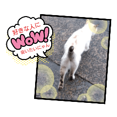[LINEスタンプ] にゃん・子ちゃん