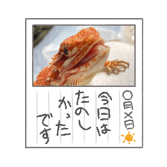 [LINEスタンプ] フトアゴヒゲトカゲ♡のいる暮らし