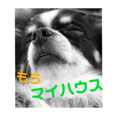 [LINEスタンプ] ウチの怠犬(なまけん) ＋おまけ
