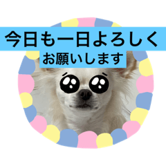 [LINEスタンプ] ころんスタンプ(完全敬語編)