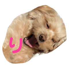 [LINEスタンプ] 可愛いロアちゃん♥