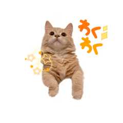 [LINEスタンプ] ペロタン日記