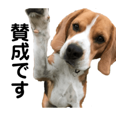 [LINEスタンプ] ビーグル犬‎ᐡˊﻌˋᐡ TONY BOY♡2