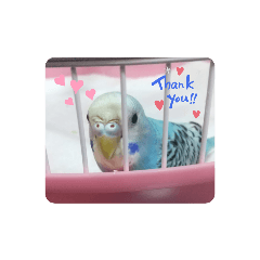 [LINEスタンプ] 可愛い鳥さん達