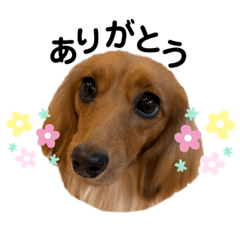 [LINEスタンプ] ミニチュアダックスのラナ