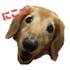 [LINEスタンプ] りくの日常 第2弾です