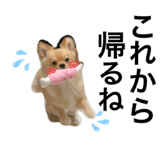 [LINEスタンプ] 可愛いぽんた1