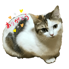 [LINEスタンプ] Mokittyファミリー：moki：