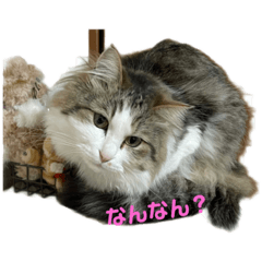 [LINEスタンプ] まめきなにゃん