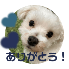 [LINEスタンプ] リイシューちゃん5